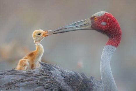 Wildlife Photographer of the Year