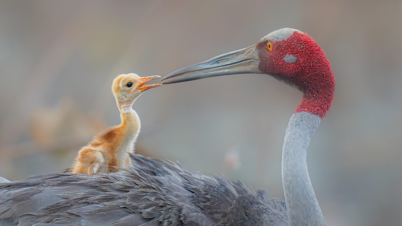 Wildlife Photographer of the Year