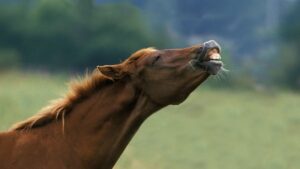 flemend paard orgaan van jacobson