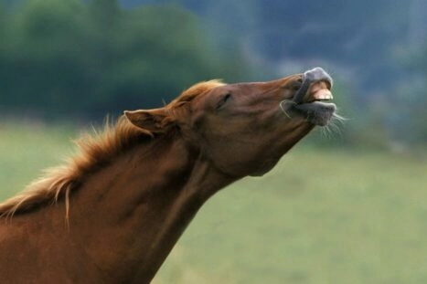 flemend paard orgaan van jacobson