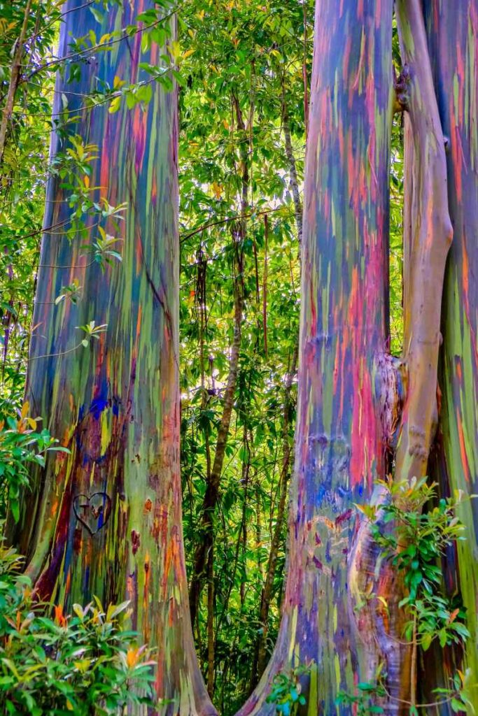 regenboog eucalyptus