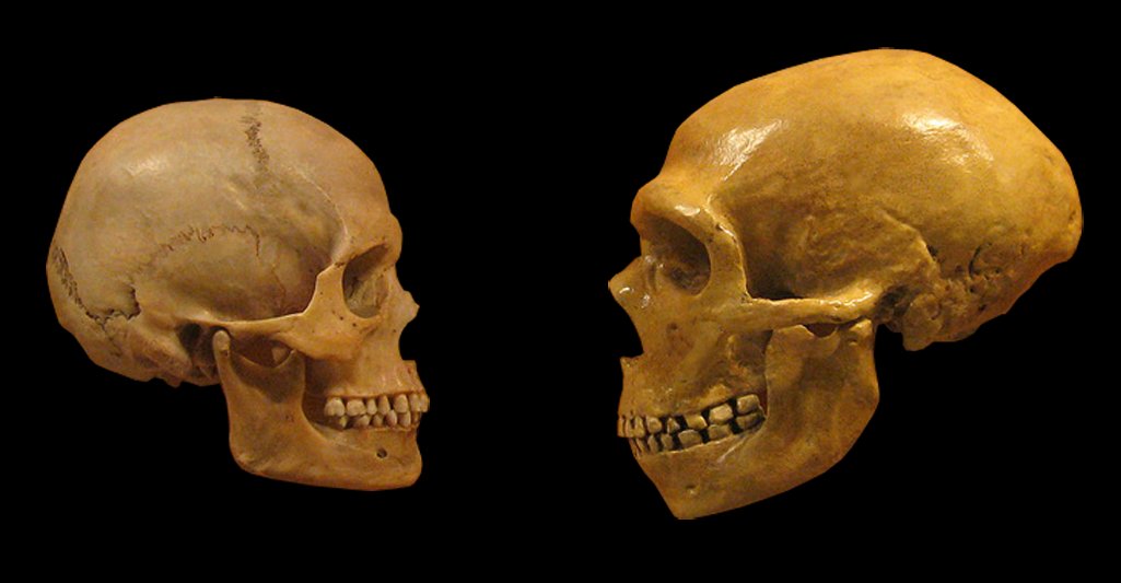 Links een schedel van een Homo sapiens, rechts van een neanderthaler