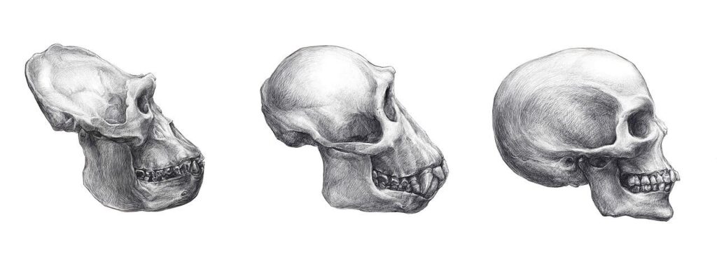 De schedels van een gorilla, chimpansee en mens, alleen die van een mens heeft een kin