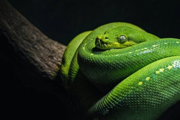 slang, een groene boompython