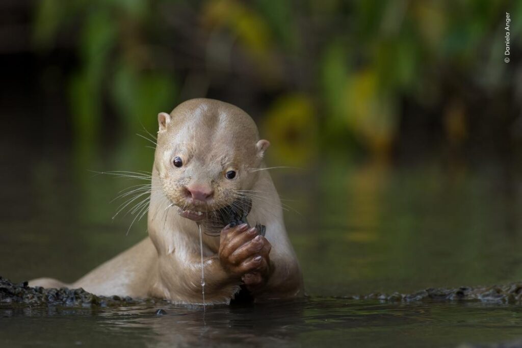 Een otter met leucisme (een zeldzame aandoening die leidt tot minder pigment, vergelijkbaar met albinisme) eet een vis in Brazilië.