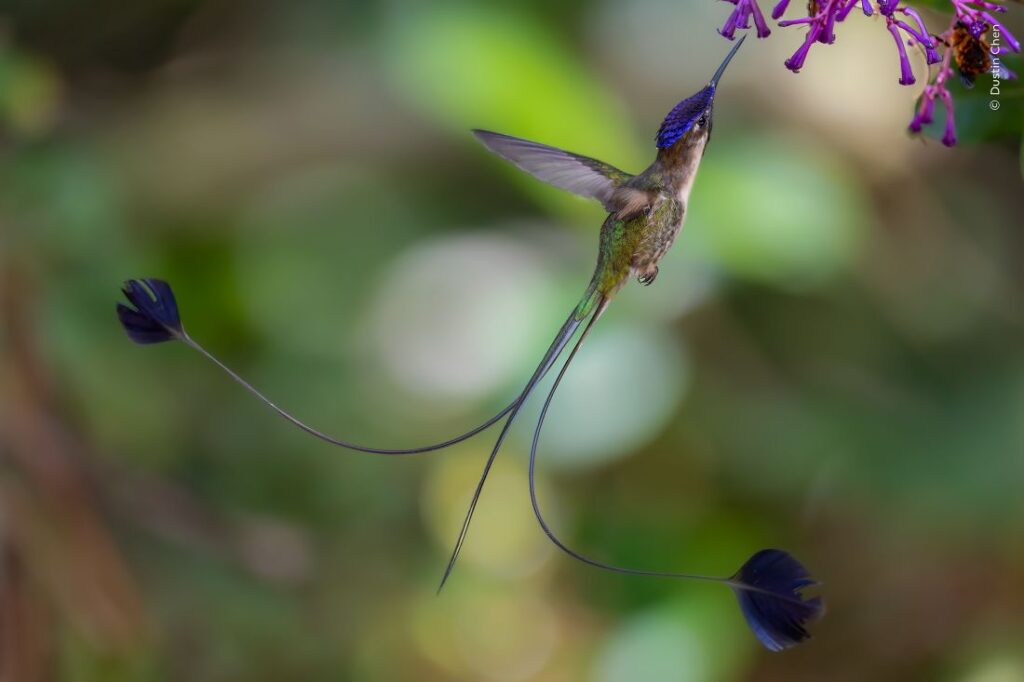 Een mannetje van de vlagkolibrie pronkt met zijn lange staart terwijl hij zich voedt met nectar uit bloemen.