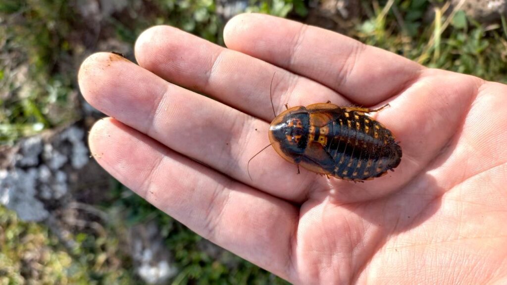 Argentijnse kakkerlak op een hand
