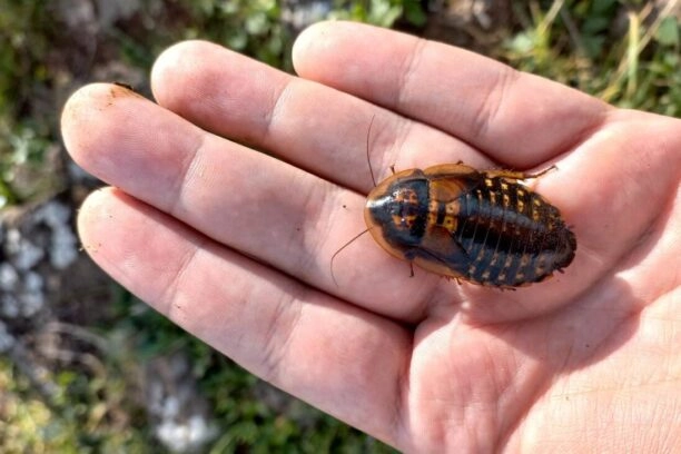 Argentijnse kakkerlak op een hand