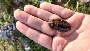 Argentijnse kakkerlak op een hand