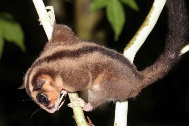 Het buideldier Dactylonax kambuayai