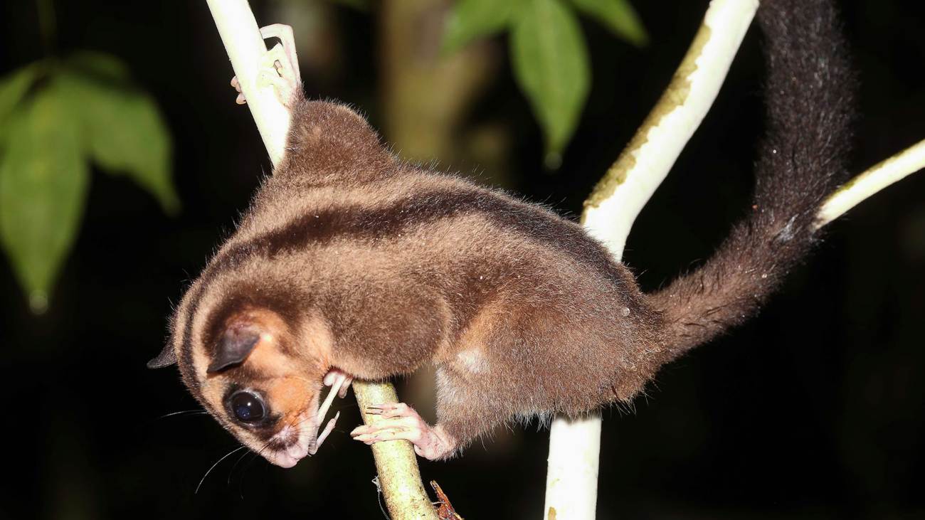 Het buideldier Dactylonax kambuayai