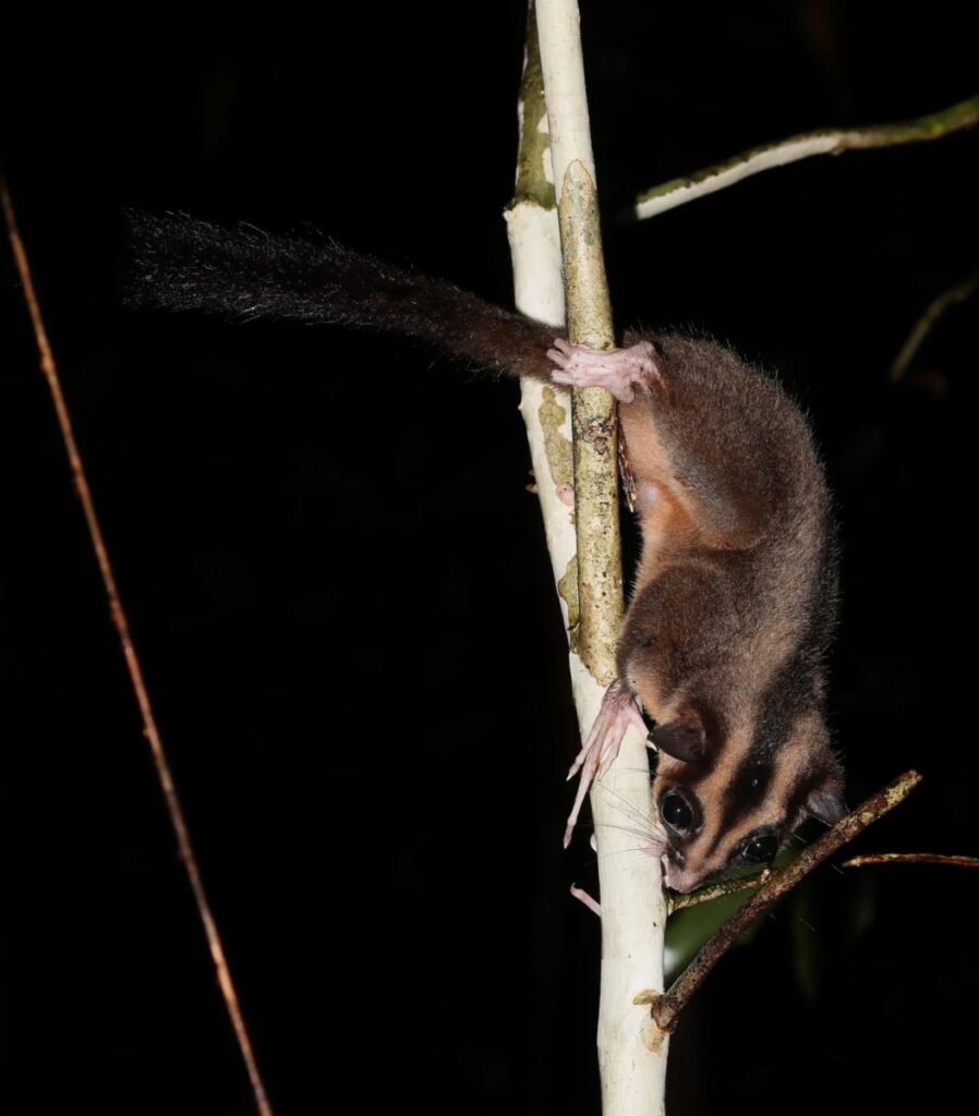 Op deze foto is de lange vinger op de voorpoot van buideldier Dactylonax kambuayai goed te zien