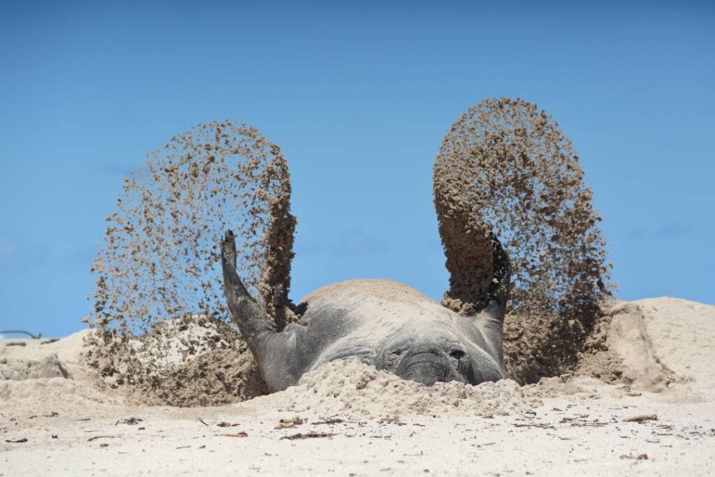 Dierenfoto van zeeolifant die zand omhoog gooit