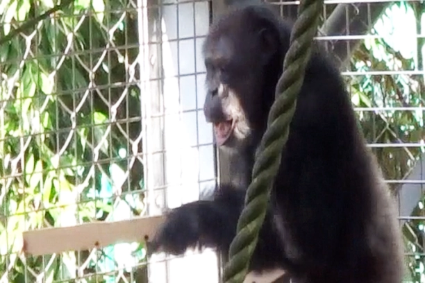 Chimpansee Ayumu drumt