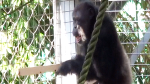 Chimpansee Ayumu drumt