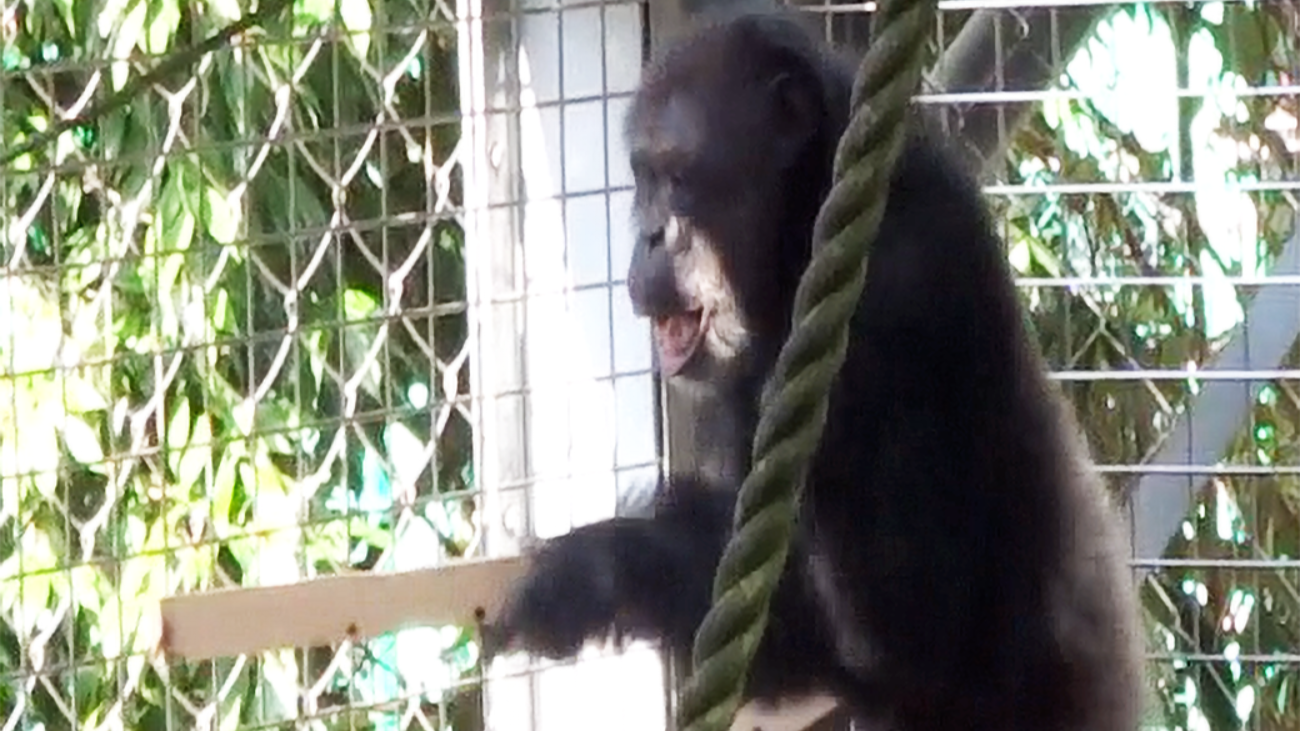 Chimpansee Ayumu drumt