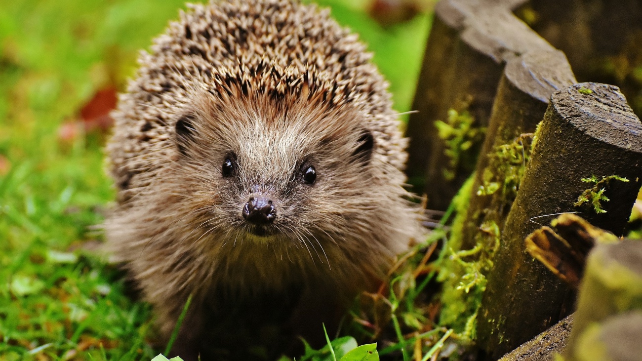 Egels horen ultrasoon geluid. En misschien redt dat egellevens