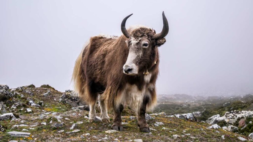 Een jak, deze dieren hebben een mutatie die mogelijk gebruikt kan worden voor een behandeling tegen MS