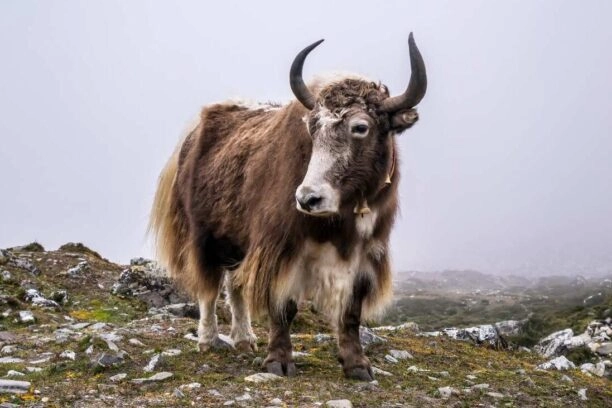 Een jak, deze dieren hebben een mutatie die mogelijk gebruikt kan worden voor een behandeling tegen MS
