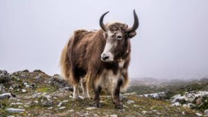 Een jak, deze dieren hebben een mutatie die mogelijk gebruikt kan worden voor een behandeling tegen MS