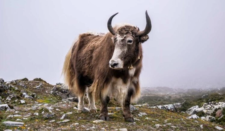 Een jak, deze dieren hebben een mutatie die mogelijk gebruikt kan worden voor een behandeling tegen MS