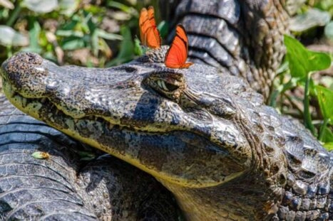 dierenfoto van een kaaiman met twee oranje vlinders boven de ogen