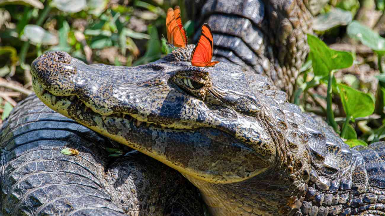 dierenfoto van een kaaiman met twee oranje vlinders boven de ogen