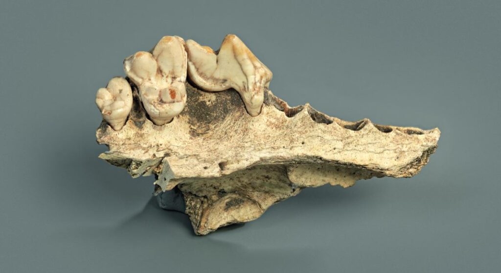 Een kaakbot van de 14.200 jaar oude hond uit Zwitserland