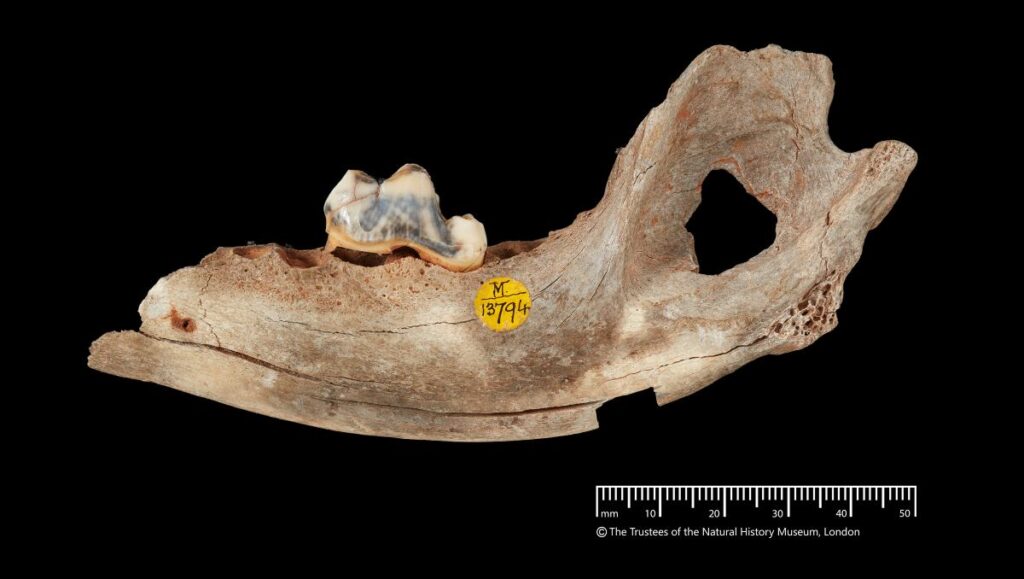 Een kaakbot van de 14.300 jaar oude hond uit Engeland