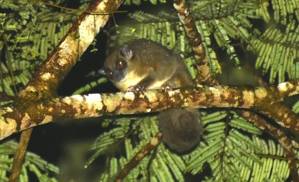 De foto van de kleine koeskoes Tous ayamaruensis