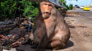 makaak met obesitas