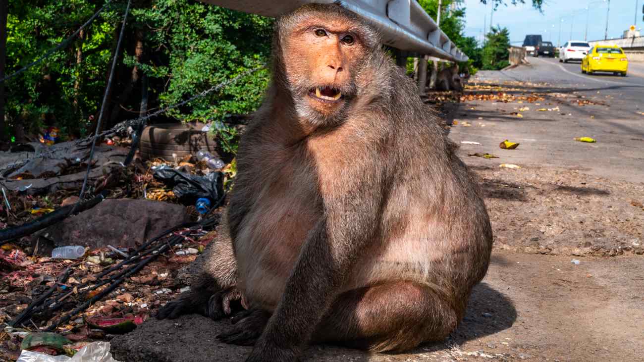 Zijn er ook wilde dieren met obesitas?