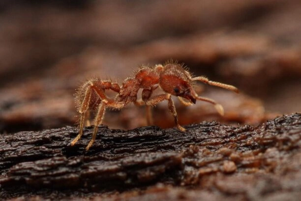 Sericomyrmex amabilis mier