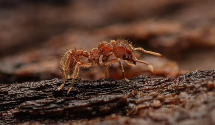 Sericomyrmex amabilis mier