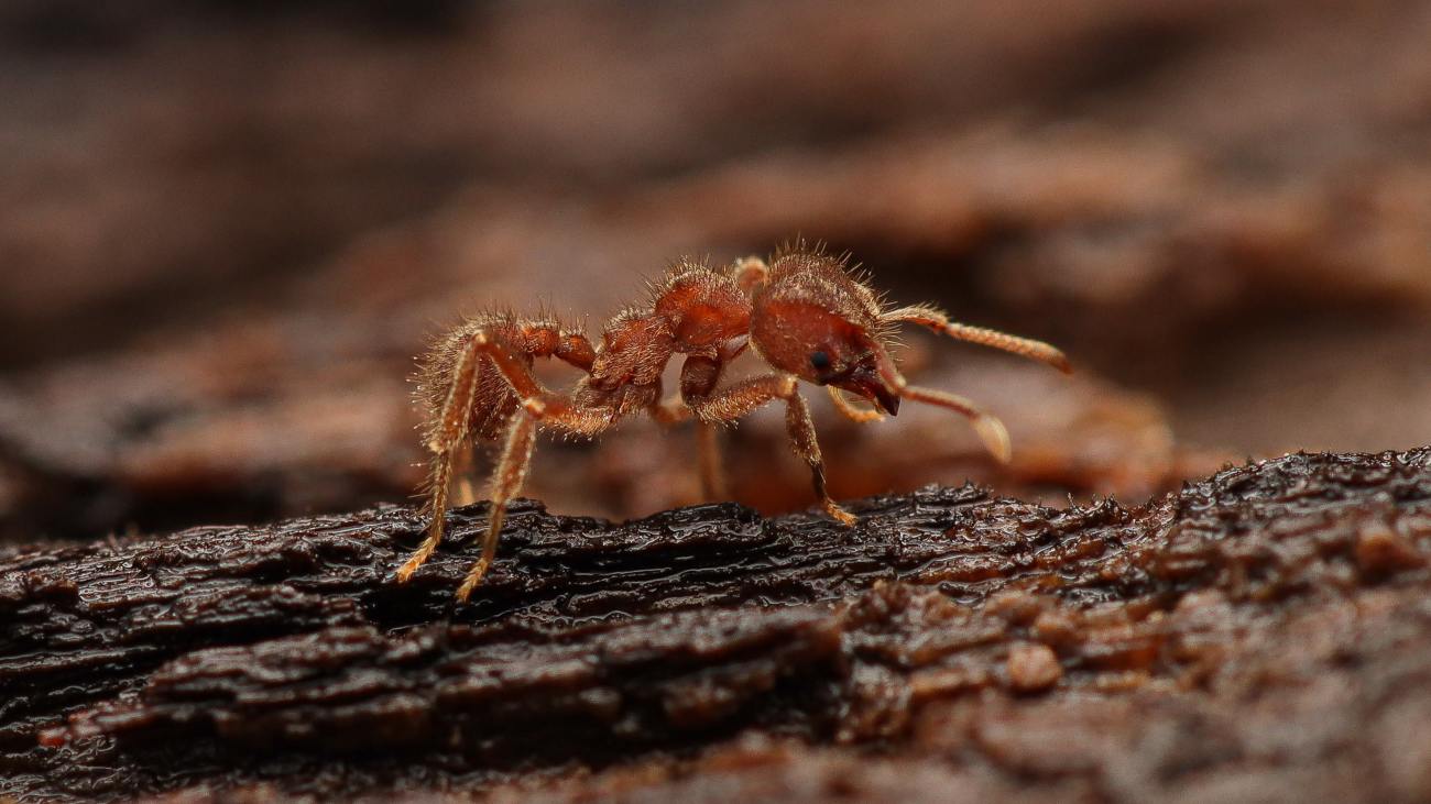 Sericomyrmex amabilis mier