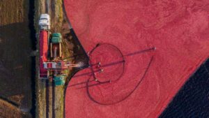 oogst van cranberry's