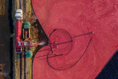 oogst van cranberry's