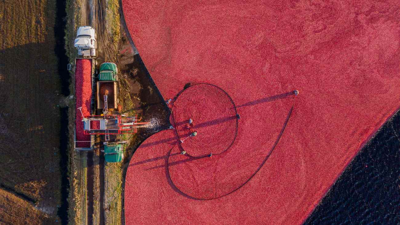 oogst van cranberry's