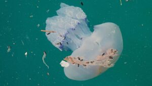 kwal in oceaan met menselijke afval om zich heen, in oceaanwater blijken ook veel menselijke chemicaliën te zitten