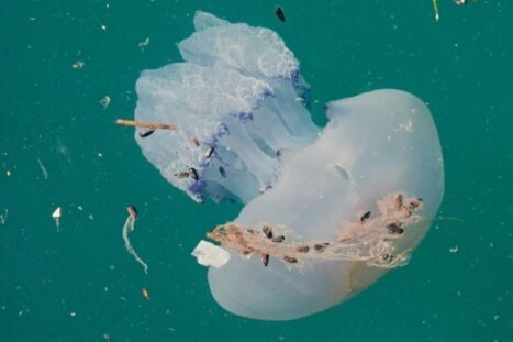 kwal in oceaan met menselijke afval om zich heen, in oceaanwater blijken ook veel menselijke chemicaliën te zitten