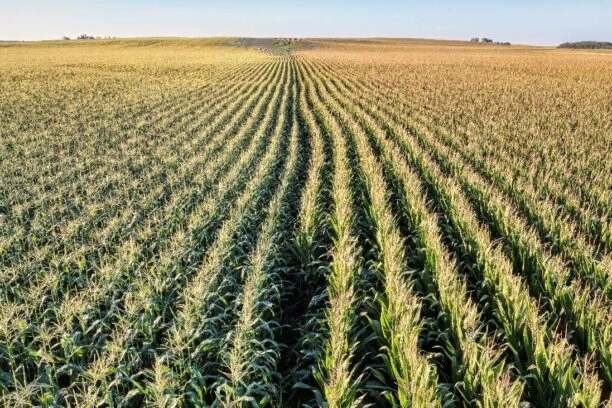 een veld waar maïs wordt verbouwd en waarvoor waarschijnlijk ontbossing heeft plaatsgevonden.