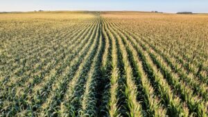 een veld waar maïs wordt verbouwd en waarvoor waarschijnlijk ontbossing heeft plaatsgevonden.