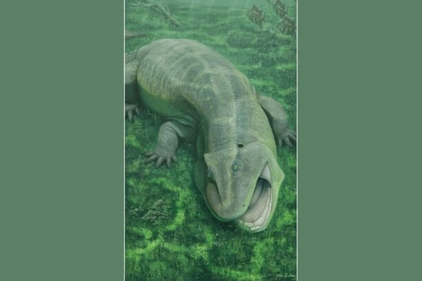 Zo zou Tanyka amnicola er misschien uitgezien kunnen hebben