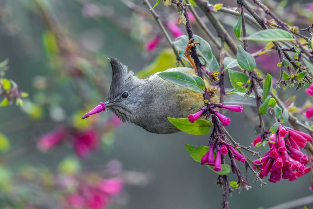 Vogel met een roze bloem om zijn snavel