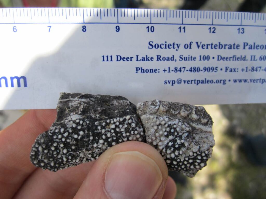 Foto van kaak van Tanyka amnicola met de kleine tandjes die een soort rasp lijken te vormen