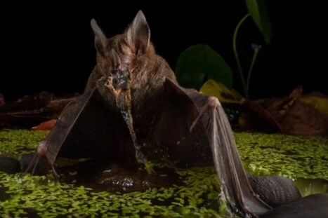 vleermuis eet kikker