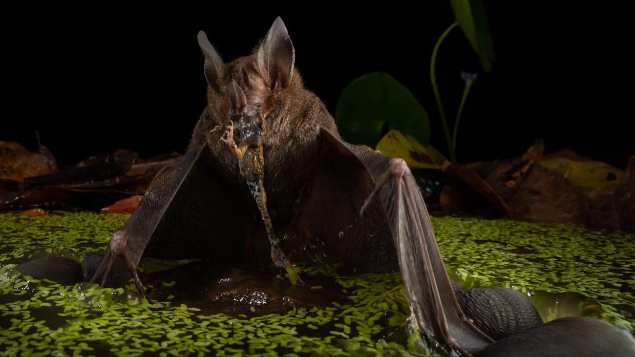 vleermuis eet kikker