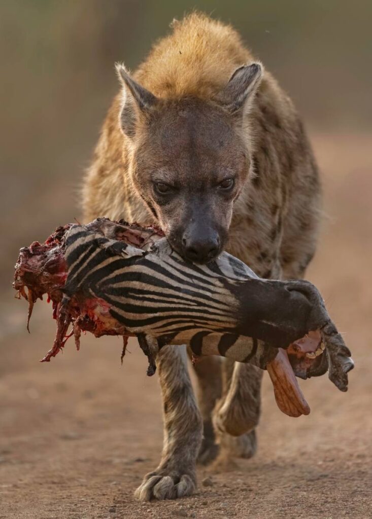 Hyena heeft de kop van een zebra in zijn bek