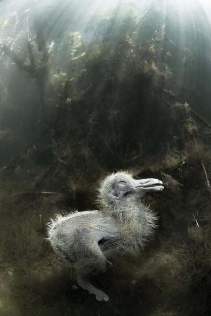 Een dood kuiken van een eendvogel op de bodem van een vijver