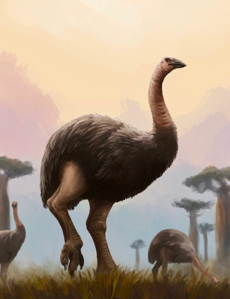 Tekening van hoe de olifantsvogel Aepyornis maximus er mogelijk uitzag